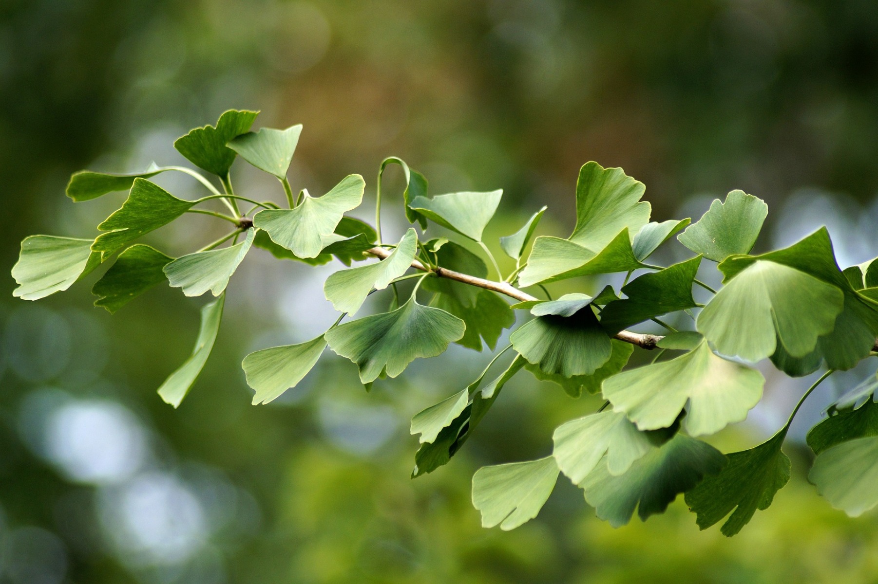 Ginkgo biloba tea - Wolfberry